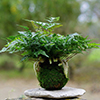 kokedama